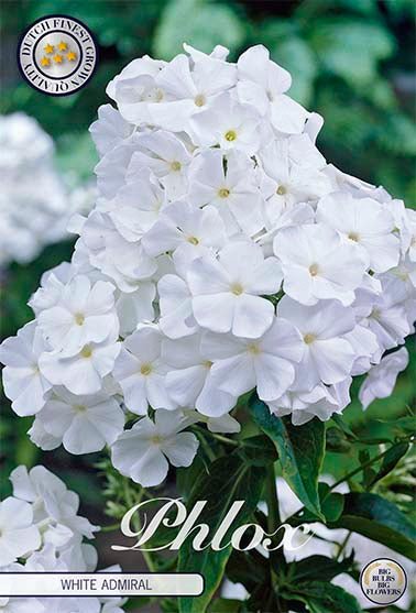 Phlox-Phlox White Admiral 1-pakning