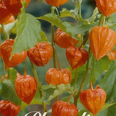 Physalis Franchetti 4-pakning