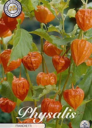 Physalis Franchetti 4-pakning