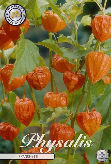 Physalis Franchetti 4-pakning