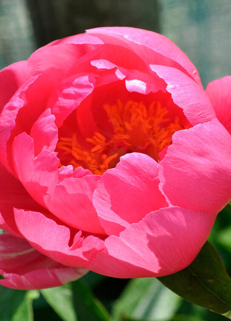 Peony-Paeonia Cytherea 1-pakning