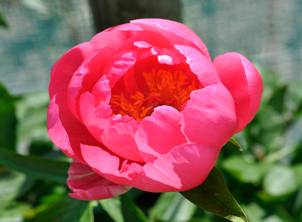 Peony-Paeonia Cytherea 1-pakning