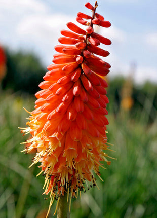 Fakkellilje-Kniphofia Rød Alcazar 1-pakning