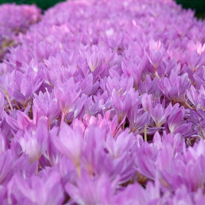Tidløs - Colchicum 'Giant' 1-pakning