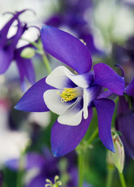 Akleja-Aquilegia 'Spring Magic Navy and White' 2-pakning