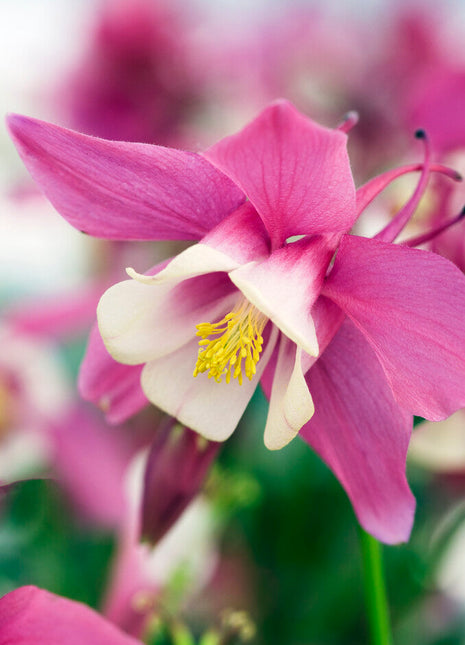 Akleja-Aquilegia Spring Magic Rose Elfenben 2-pakning