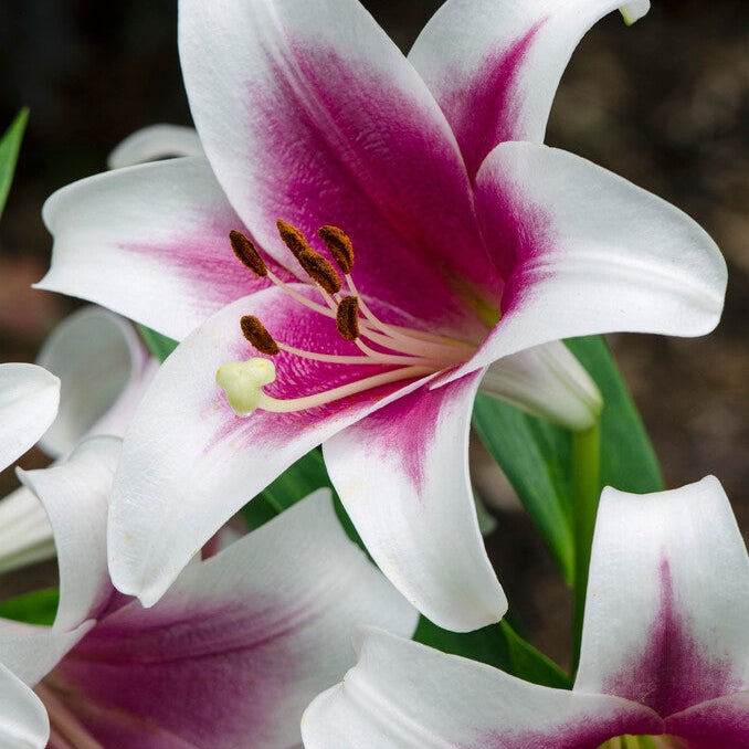 Lilje-Lilium Orienpet Friso (Treelily) 2-pakning