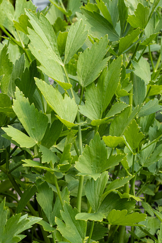 Libbsticka-Levisticum (Maggiplant) 1-pakning