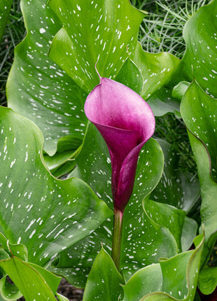 Zantedeschia Naomi 1-pakning