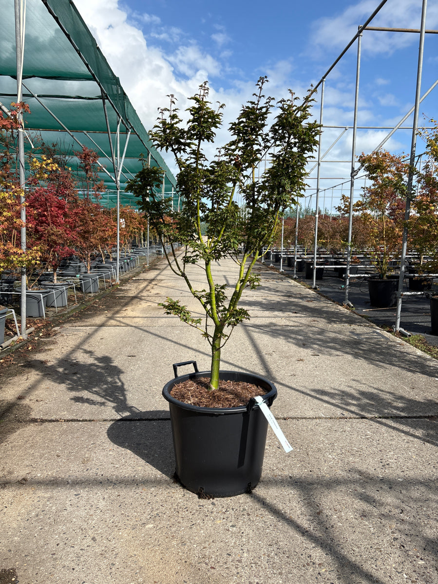 Acer pal. 'Shishigashira' - C30 100-125 CM