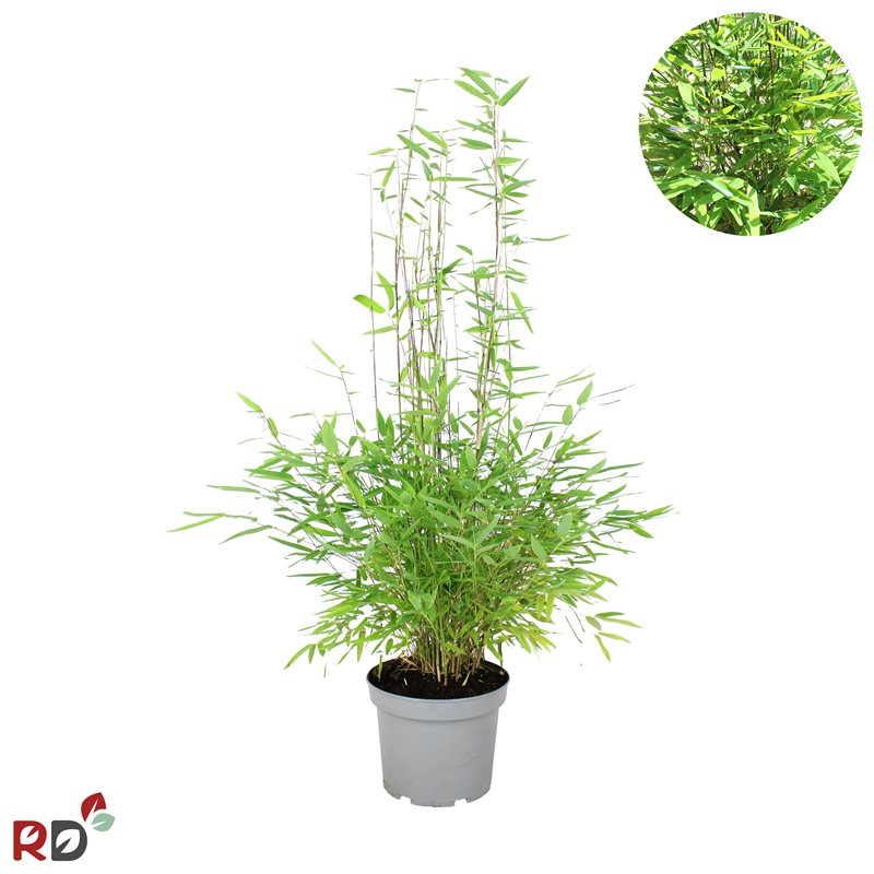 Fargesia nitida 'Gansu 95/2' - C5 60-80 CM