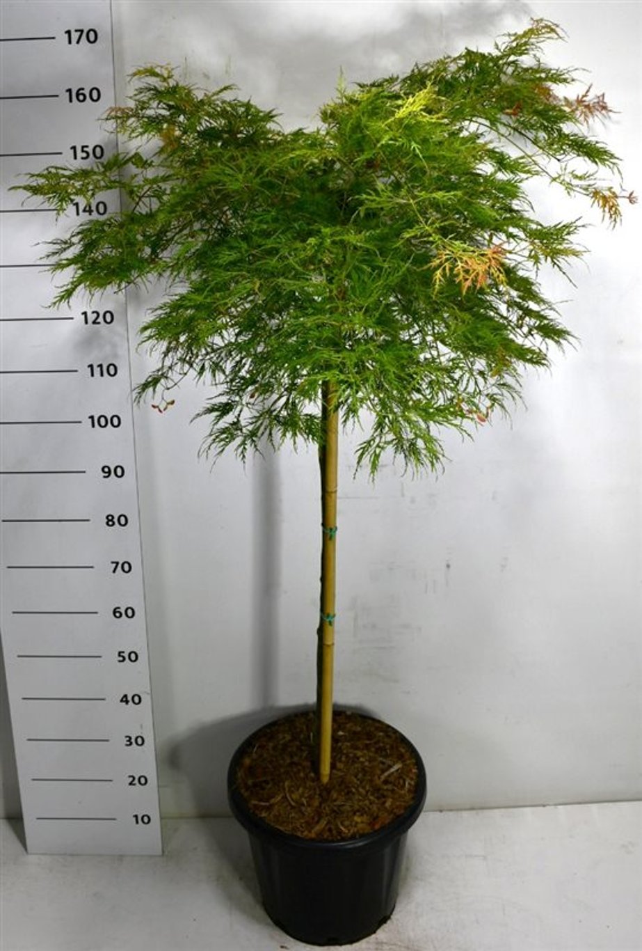 Acer pal. 'Green Lace' - 100 CM Stem C25