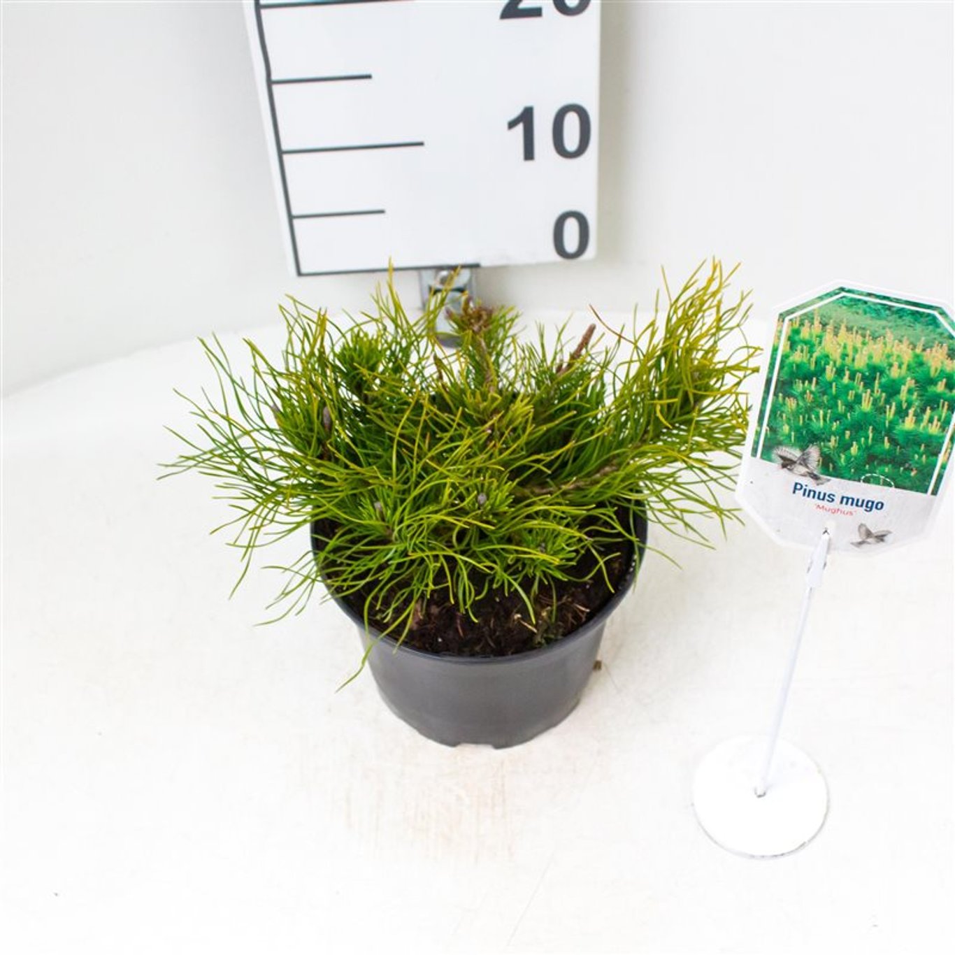 Pinus mugo mughus - C2 20-25 CM