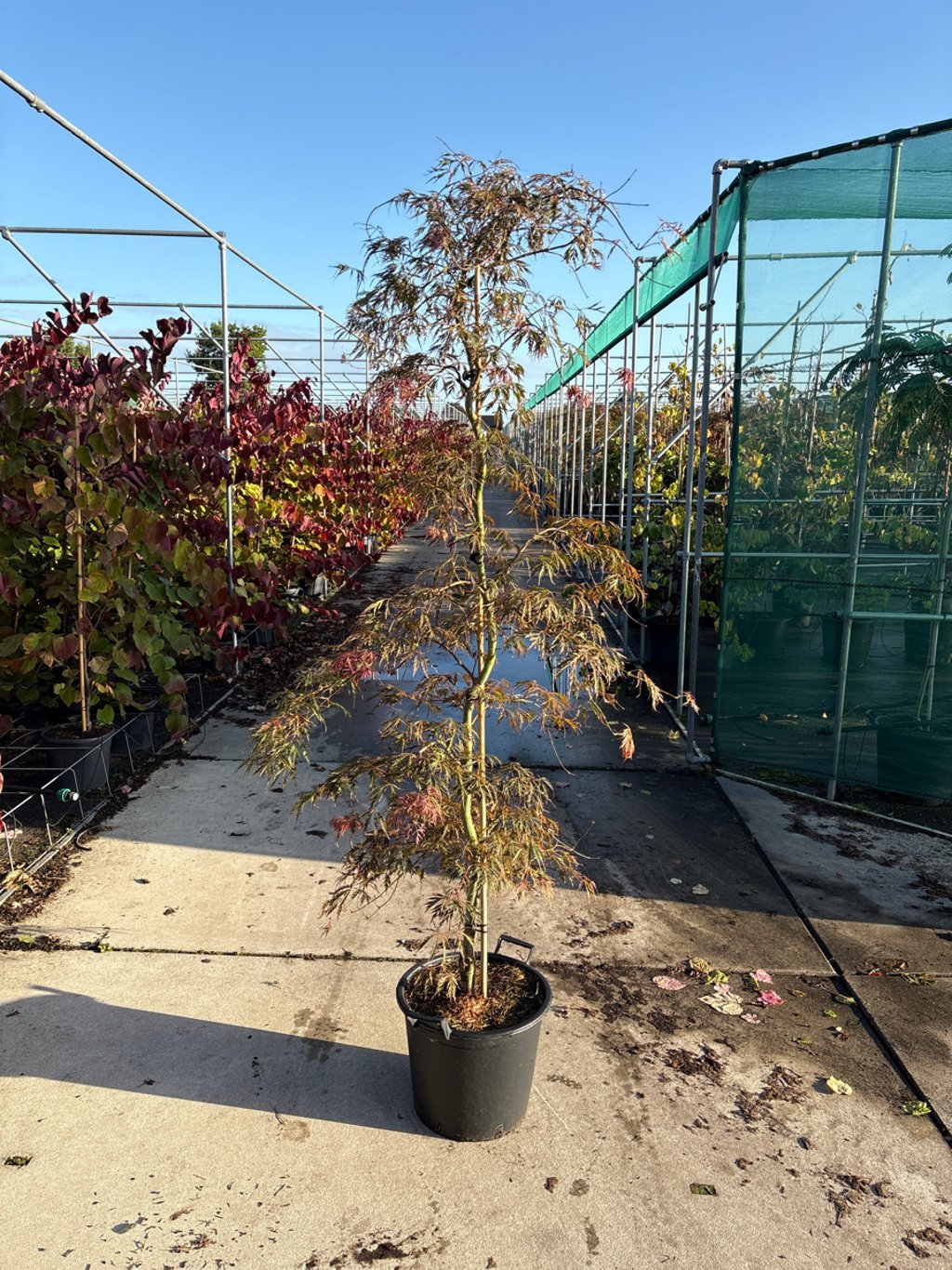 Acer pal. 'Garnet' - C35 175-200 CM