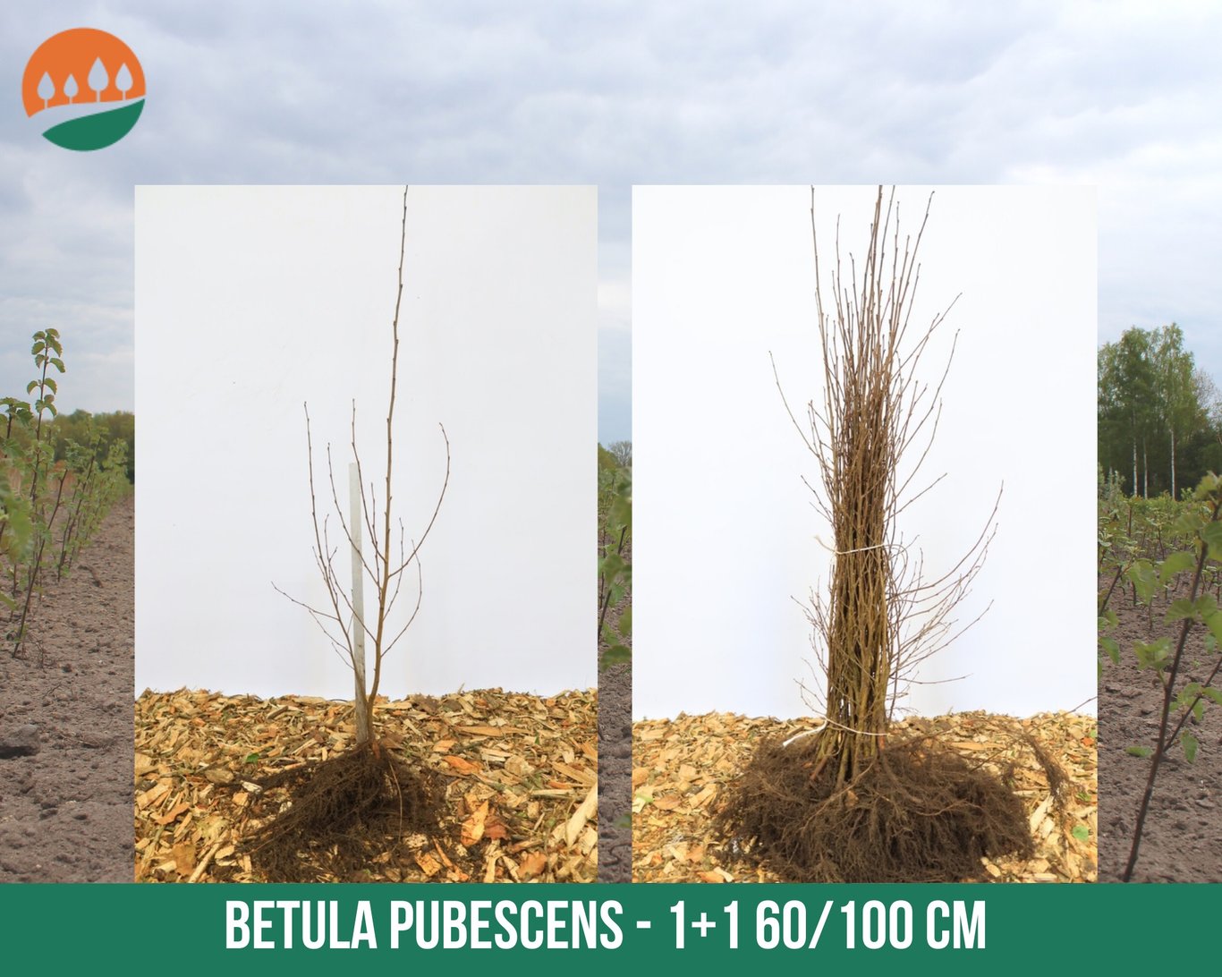 Betula pubescens - 60-100 CM bare root 1/1