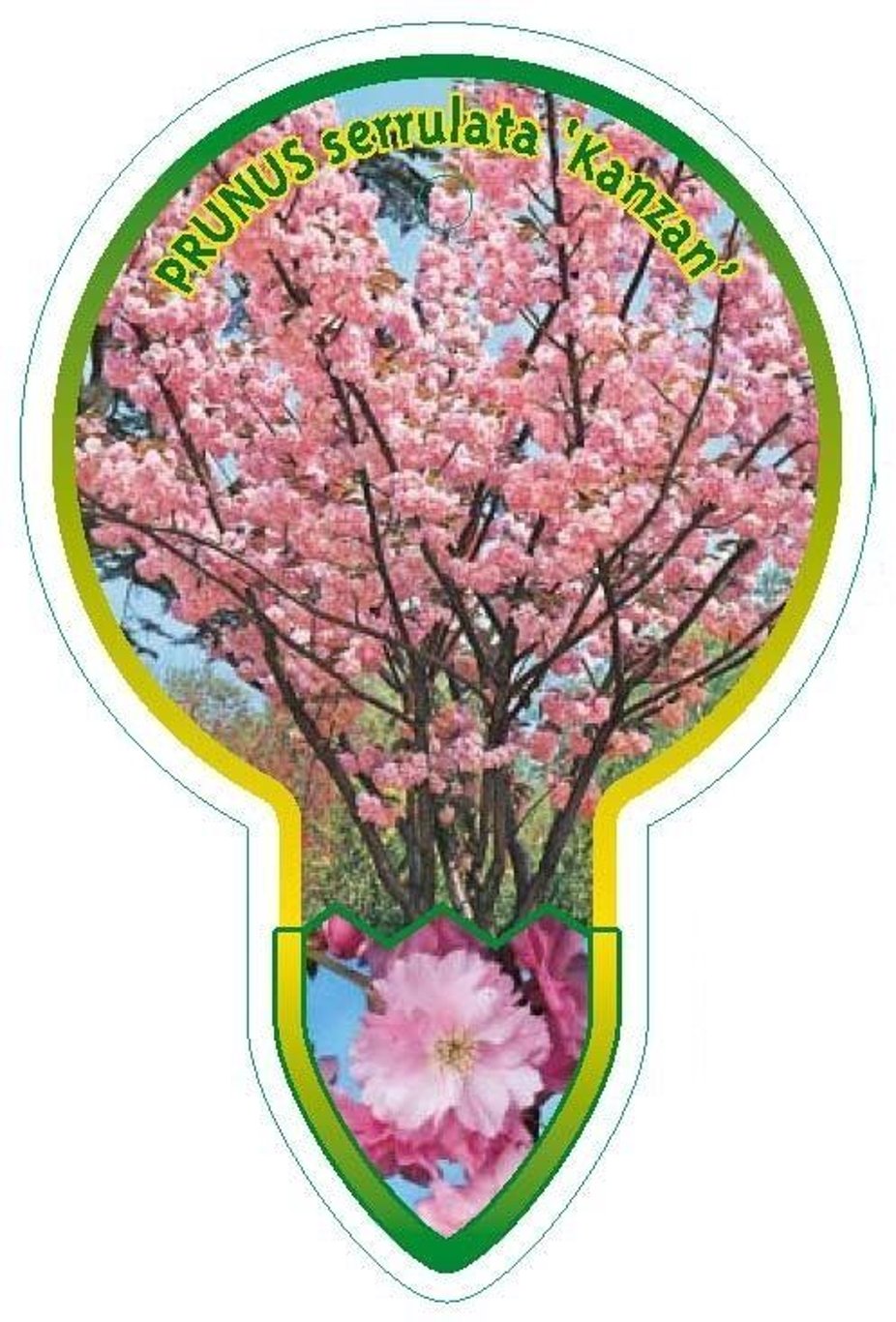 Prunus ser. 'Kanzan' - 120 CM Stem C10