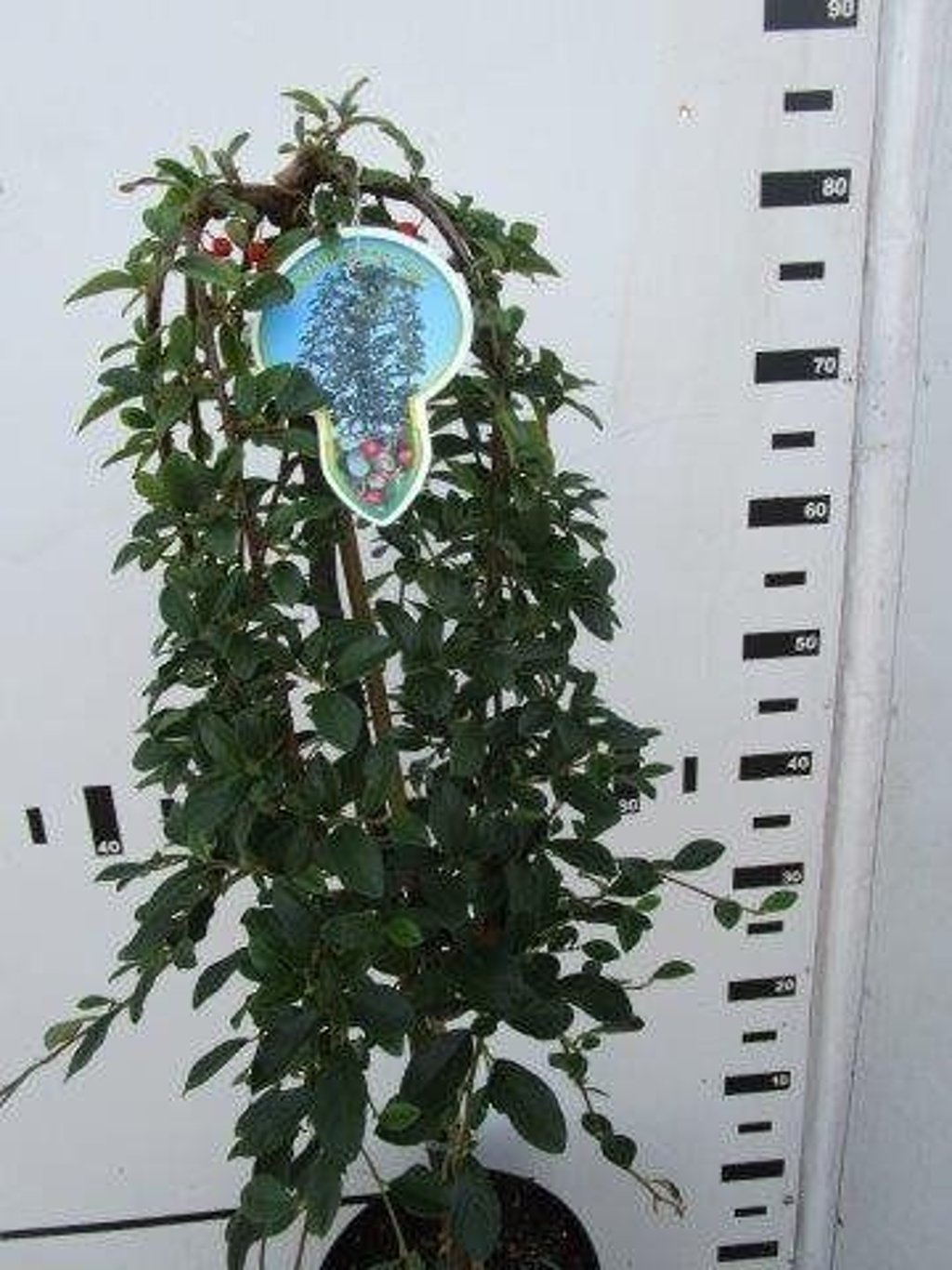Cotoneaster dam. 'Major' - 60 CM Stem C4