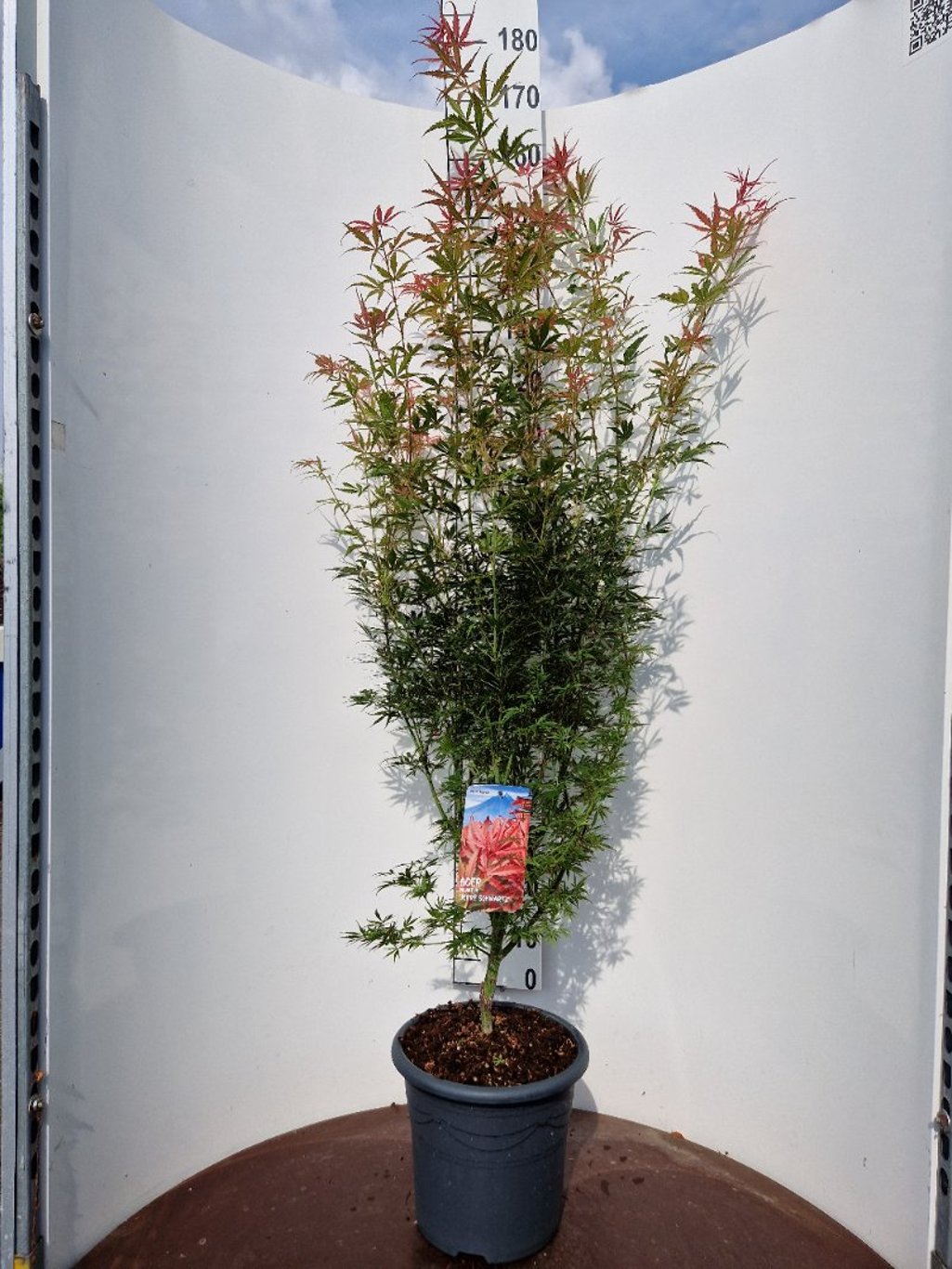 Acer pal. 'Jerre Schwartz' - C15 100-125 CM