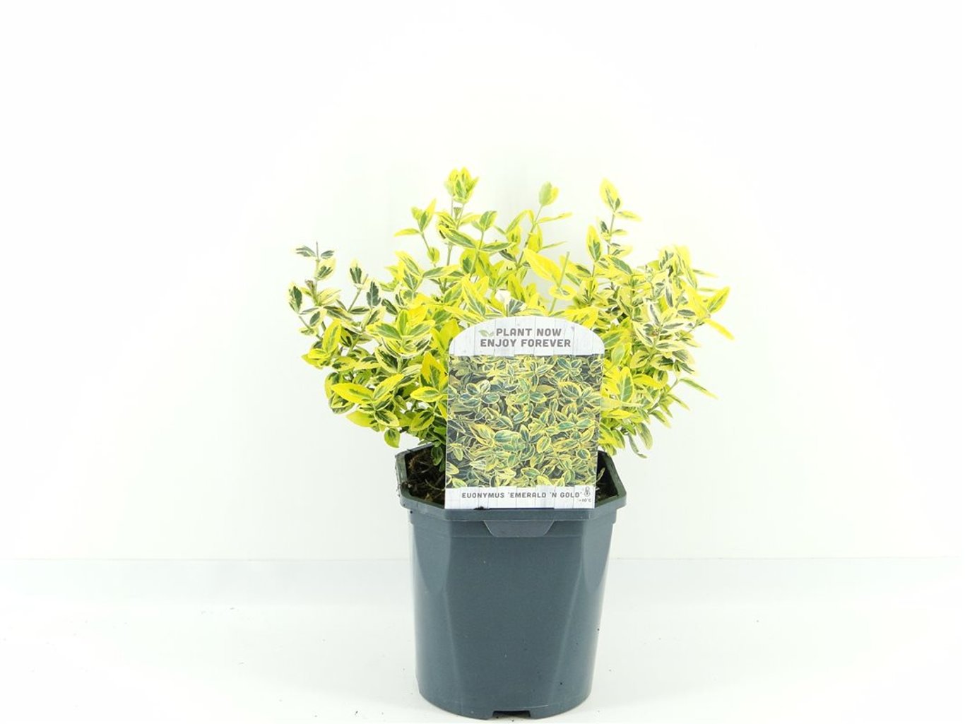 Euonymus fort. 'Emerald 'n' Gold' - C2