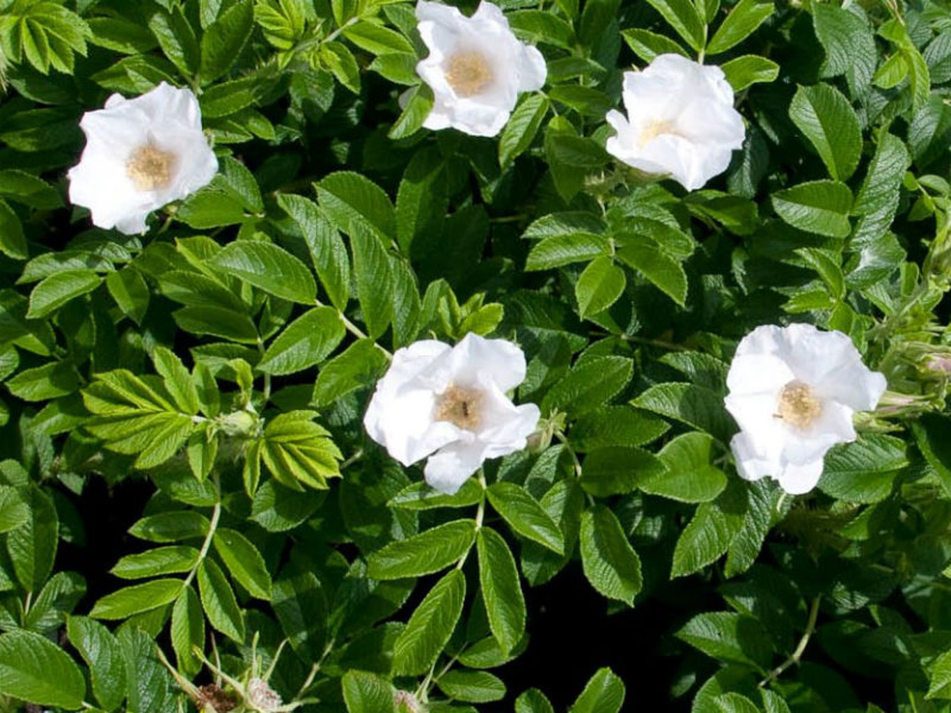 Rosa rugosa 'Alba' - 40-60 CM bare root 1/1   2/+ branche