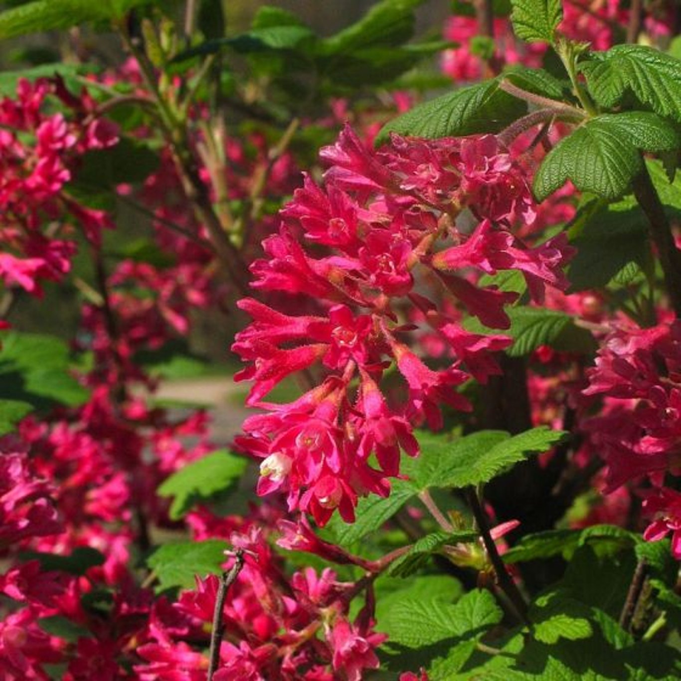 Ribes sang. 'King Edward VII' - 60-100 CM bare root 0/2   3-5 branche