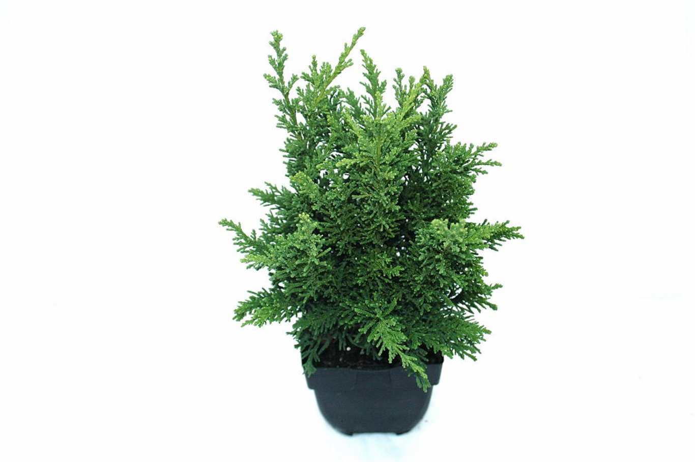 Chamaecyparis o. 'Draht' - C2