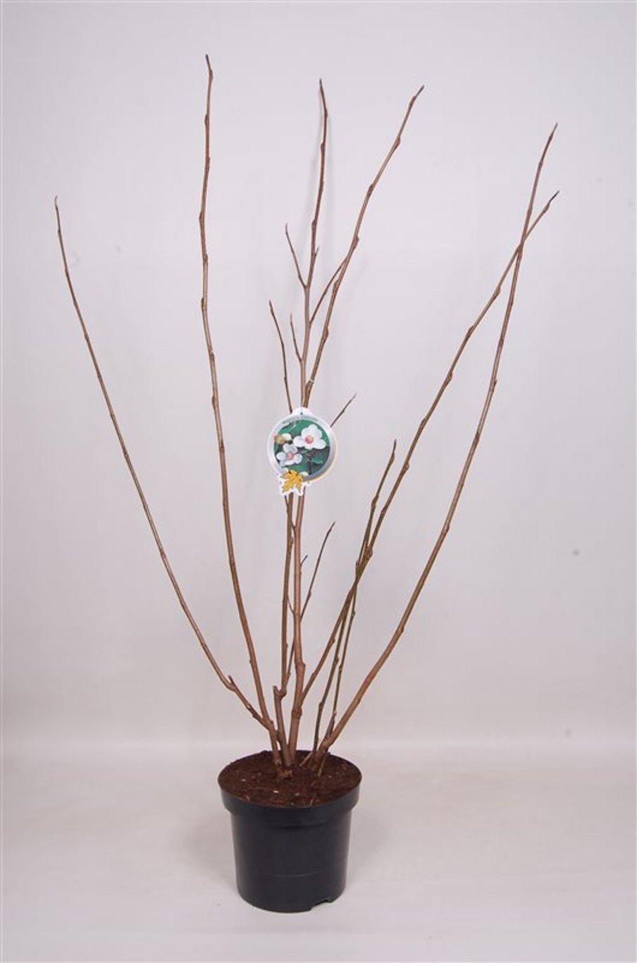 Magnolia sieboldii - C7.5 80-100 CM