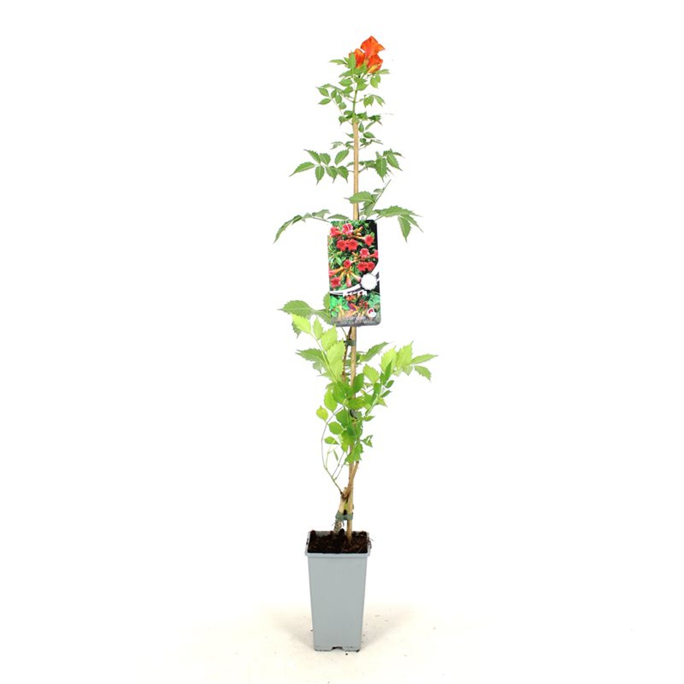 Campsis rad. 'Flamenco' - C2 80-100 CM