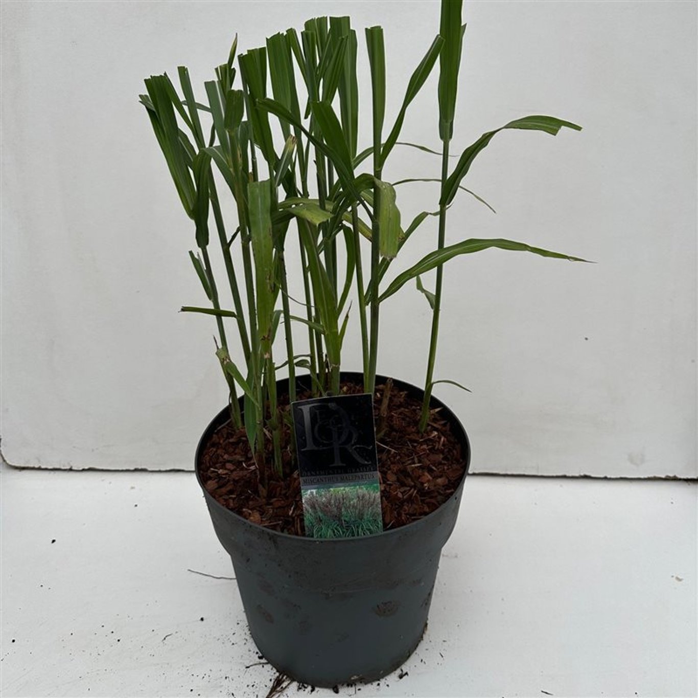 Miscanthus sin. 'Malepartus' - C10