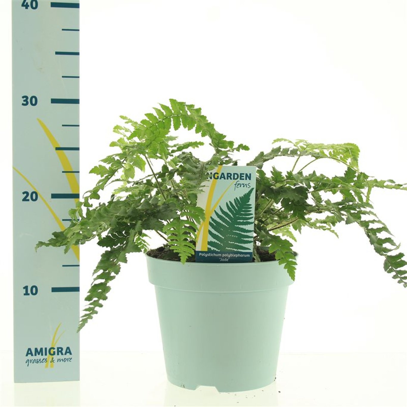 Polystichum polybl. 'Jade' - C2