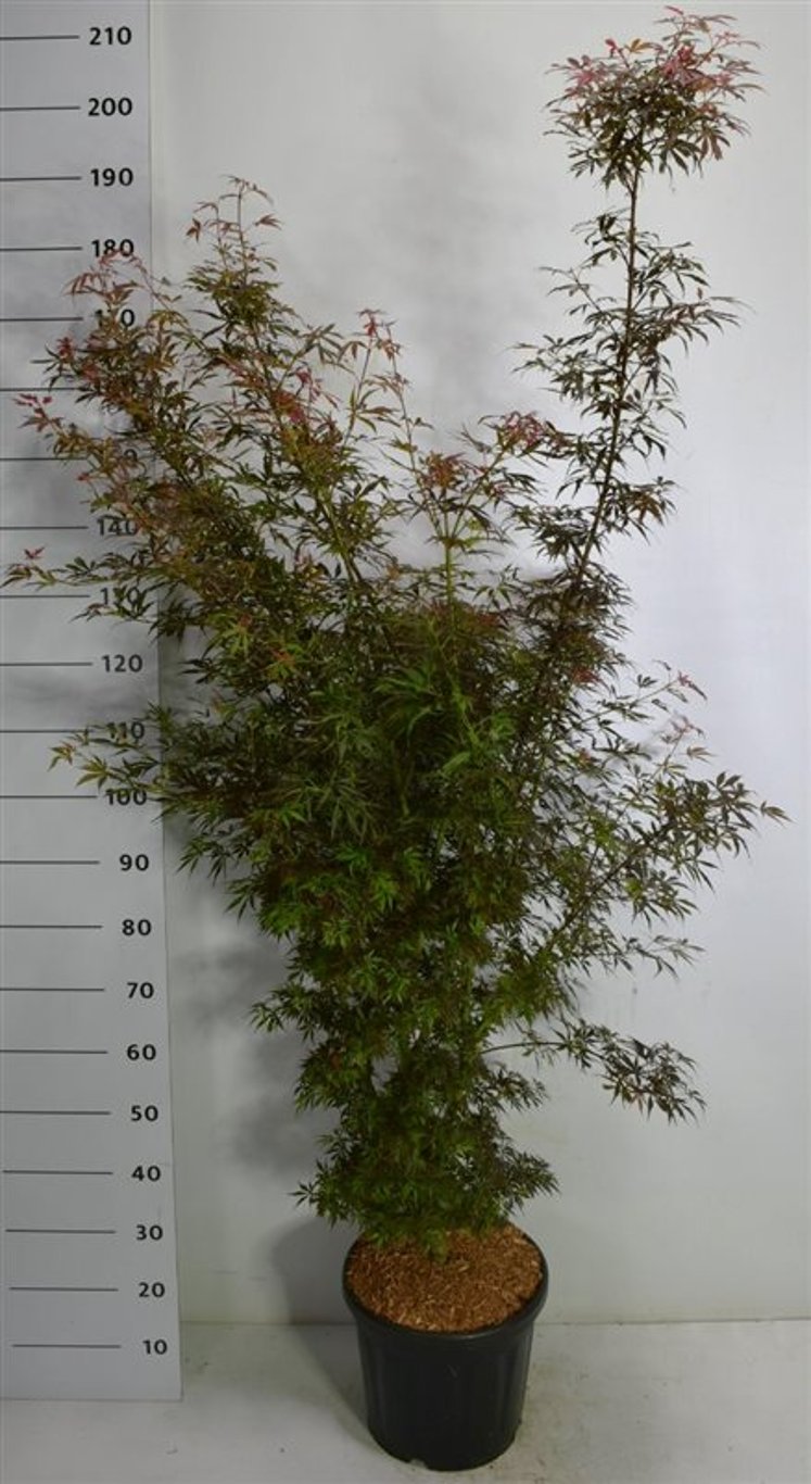 Acer pal. 'Jerre Schwartz' - C20 125-150 CM