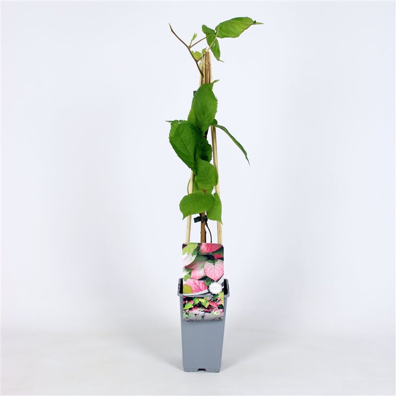 Actinidia kolomikta - C2 70/+ CM