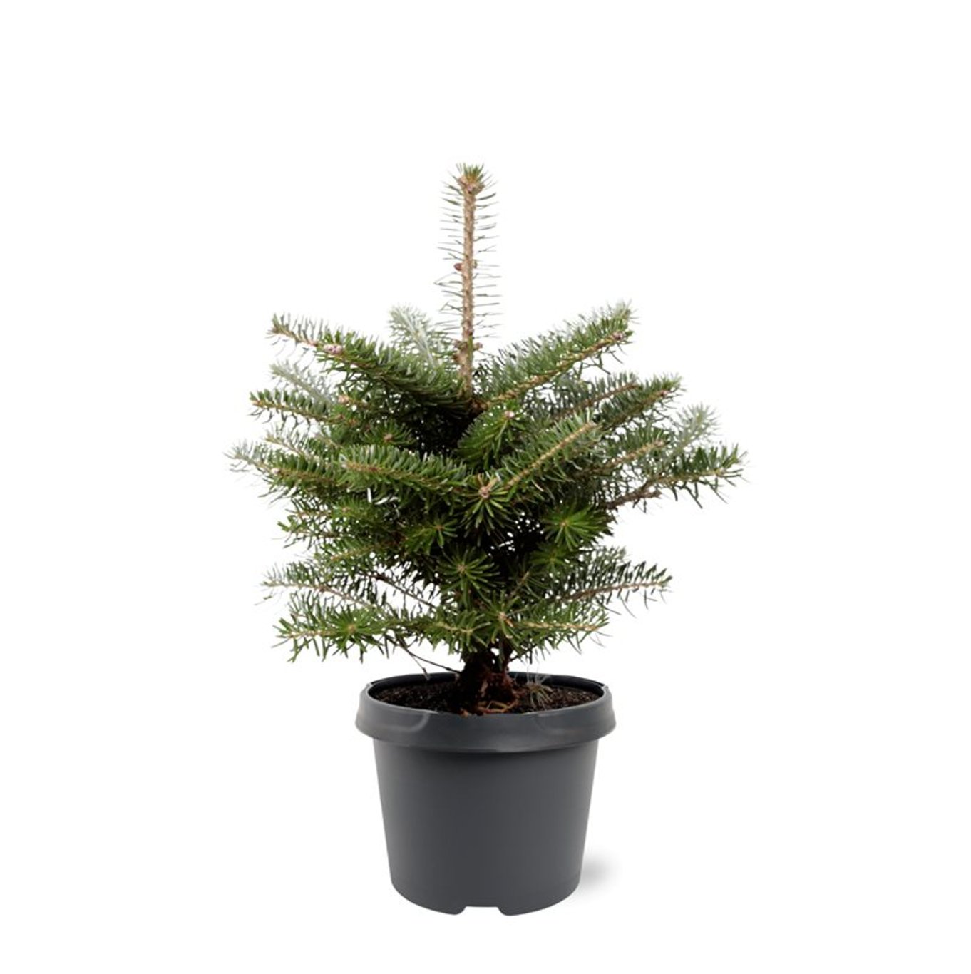 Abies koreana - C3 25-30 CM
