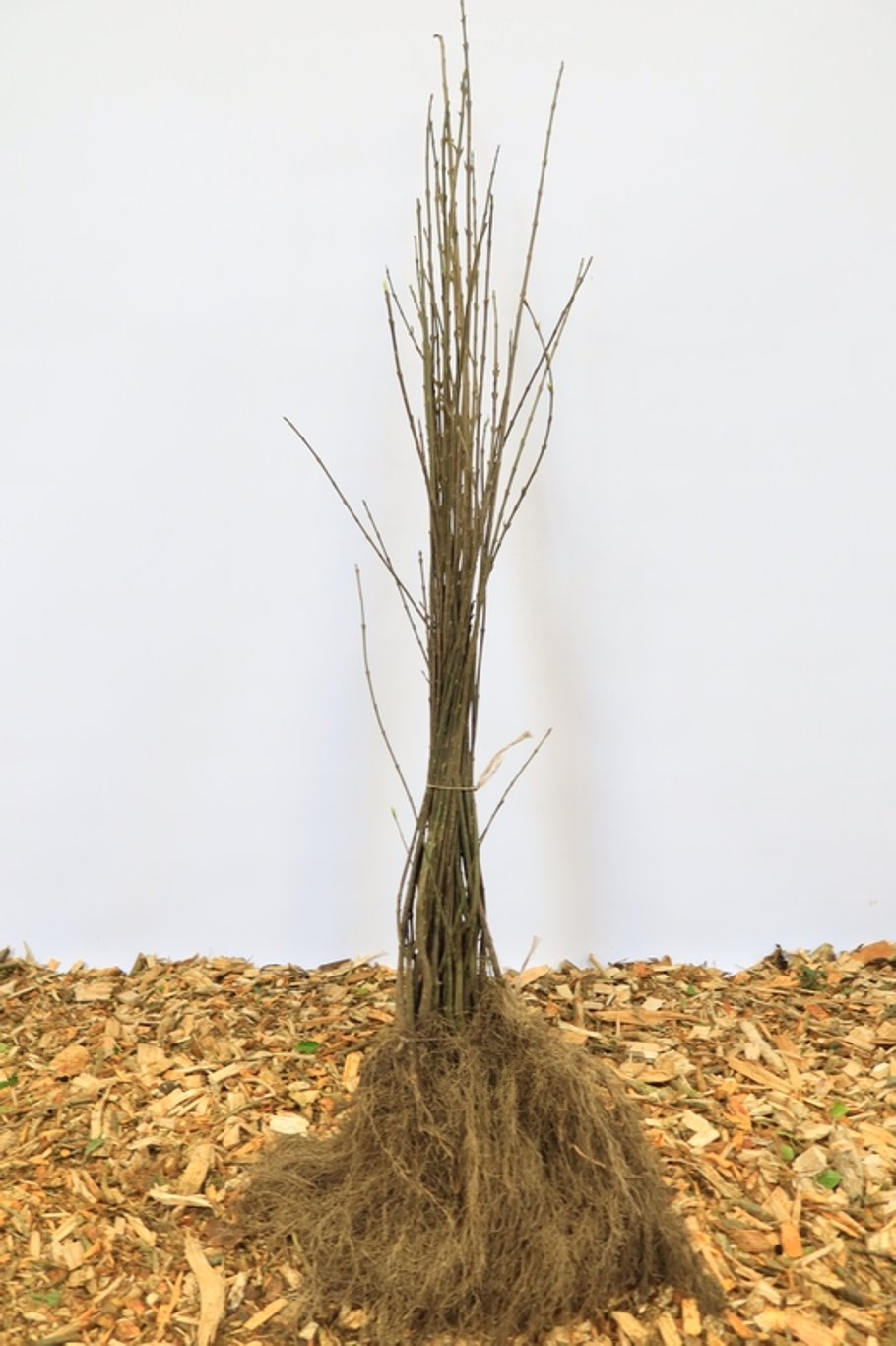 Euonymus europaeus - 60-100 CM bare root 1/1