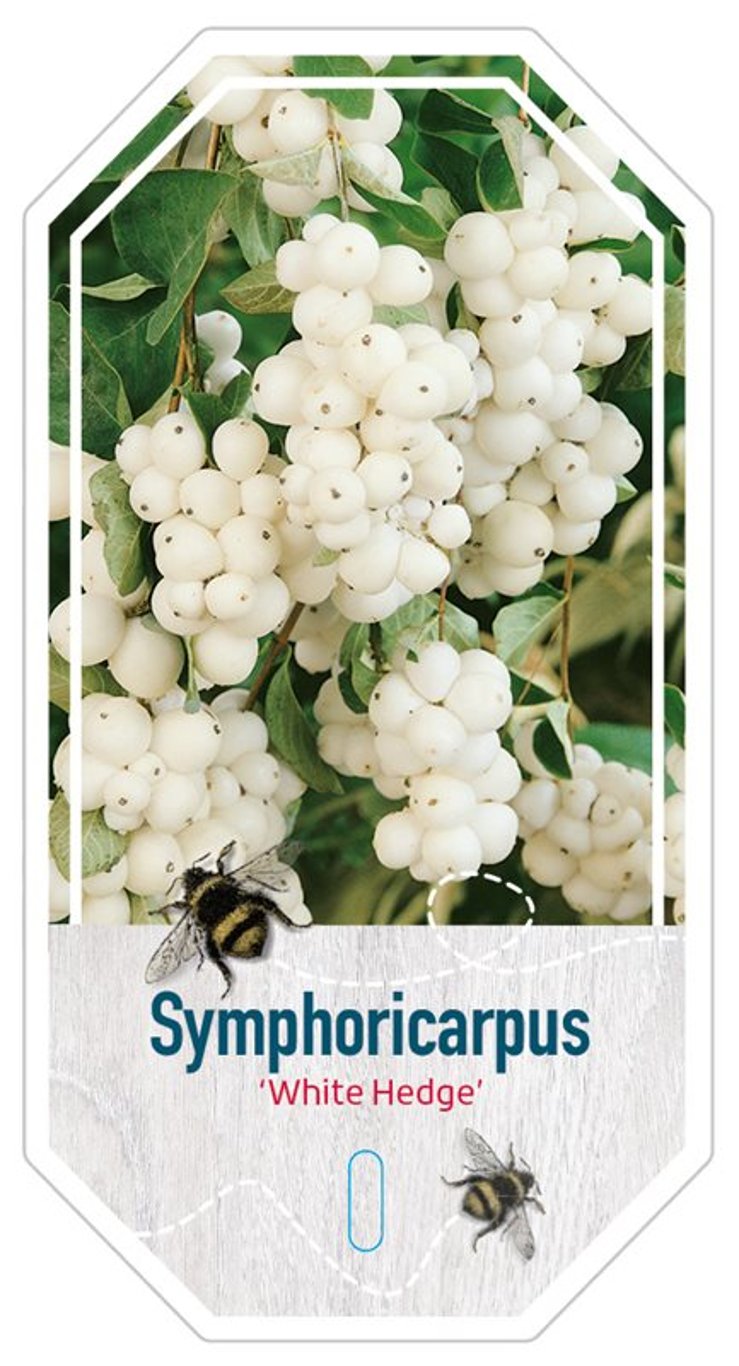 Symphoricarpos d. 'White Hedge' - C3 30-40 CM