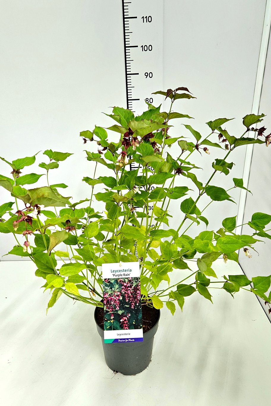 Leycesteria formosa 'Purple Rain' - C5 50-60 CM