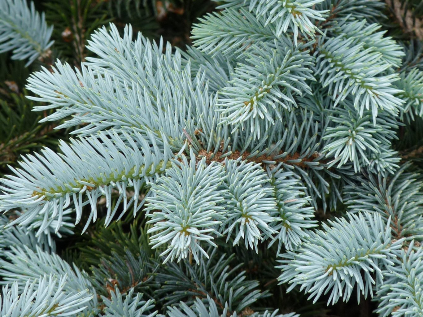 Picea pung. Glauca Group - 30-50 CM bare root 2/2