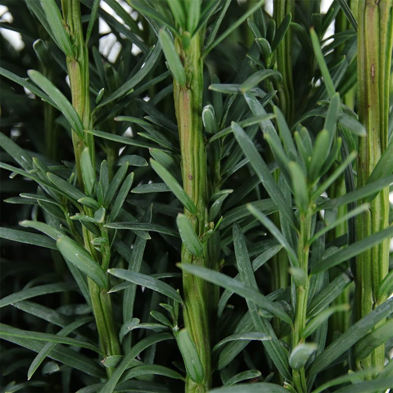 Taxus b. 'Fastigiata Robusta' - C3 40-50 CM