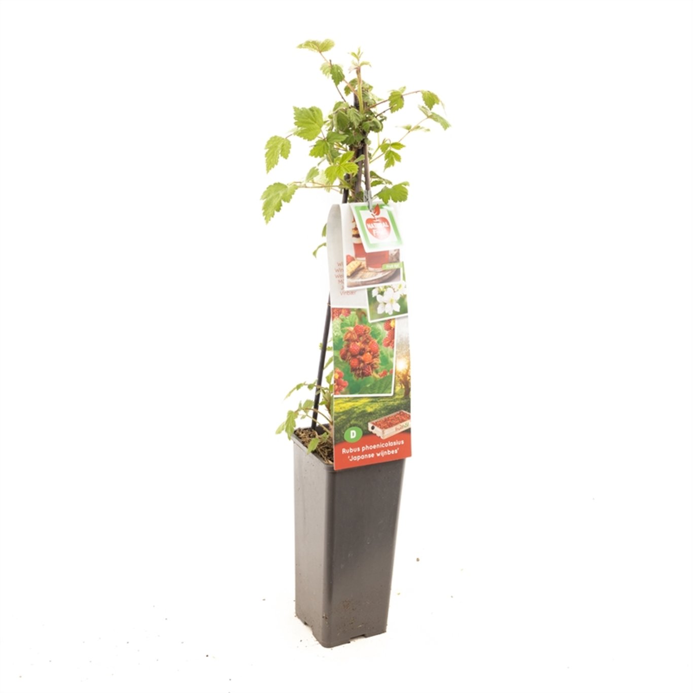 Rubus phoenicolasius - C2 50-60 CM