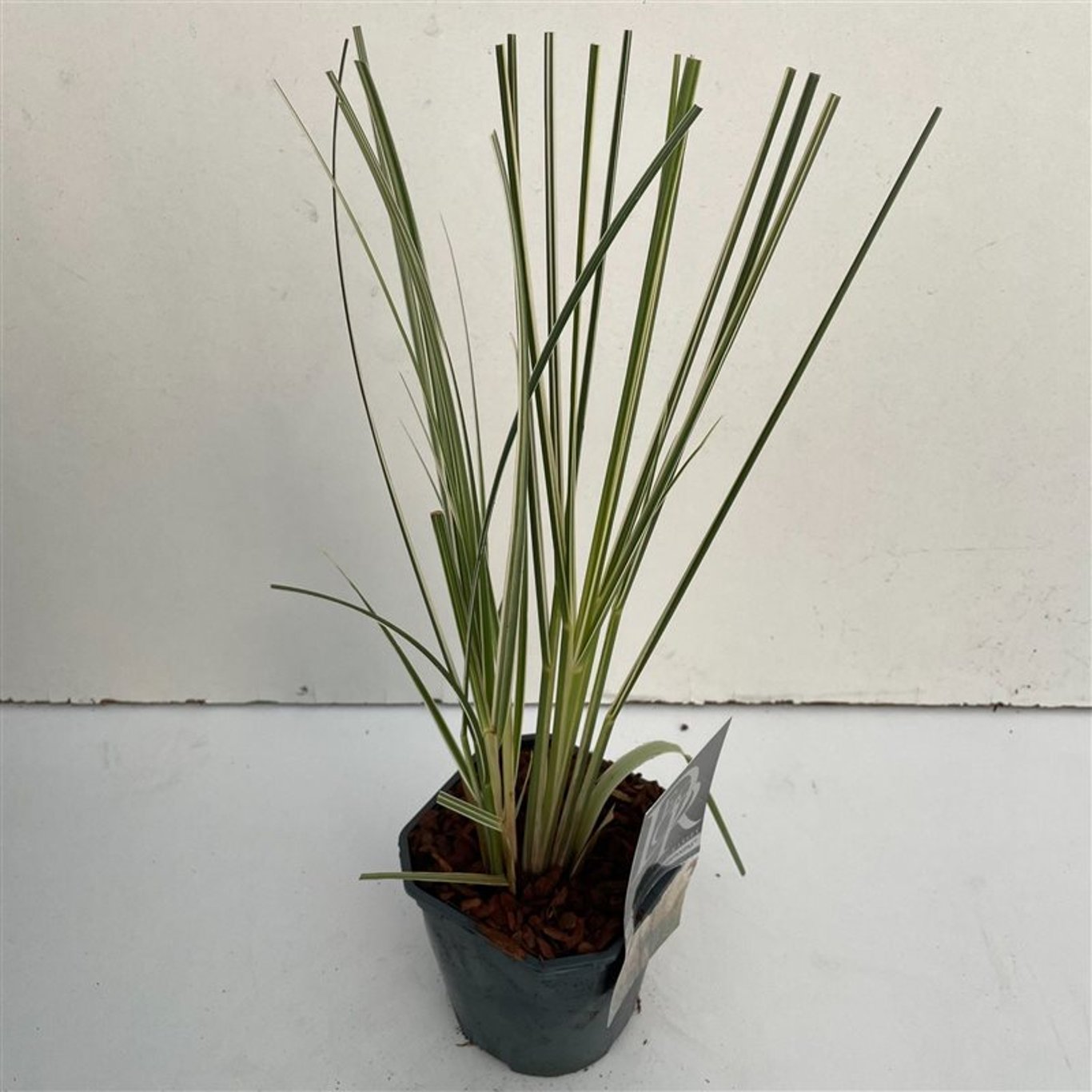 Cortaderia s. 'Mini silverpampas' - C2