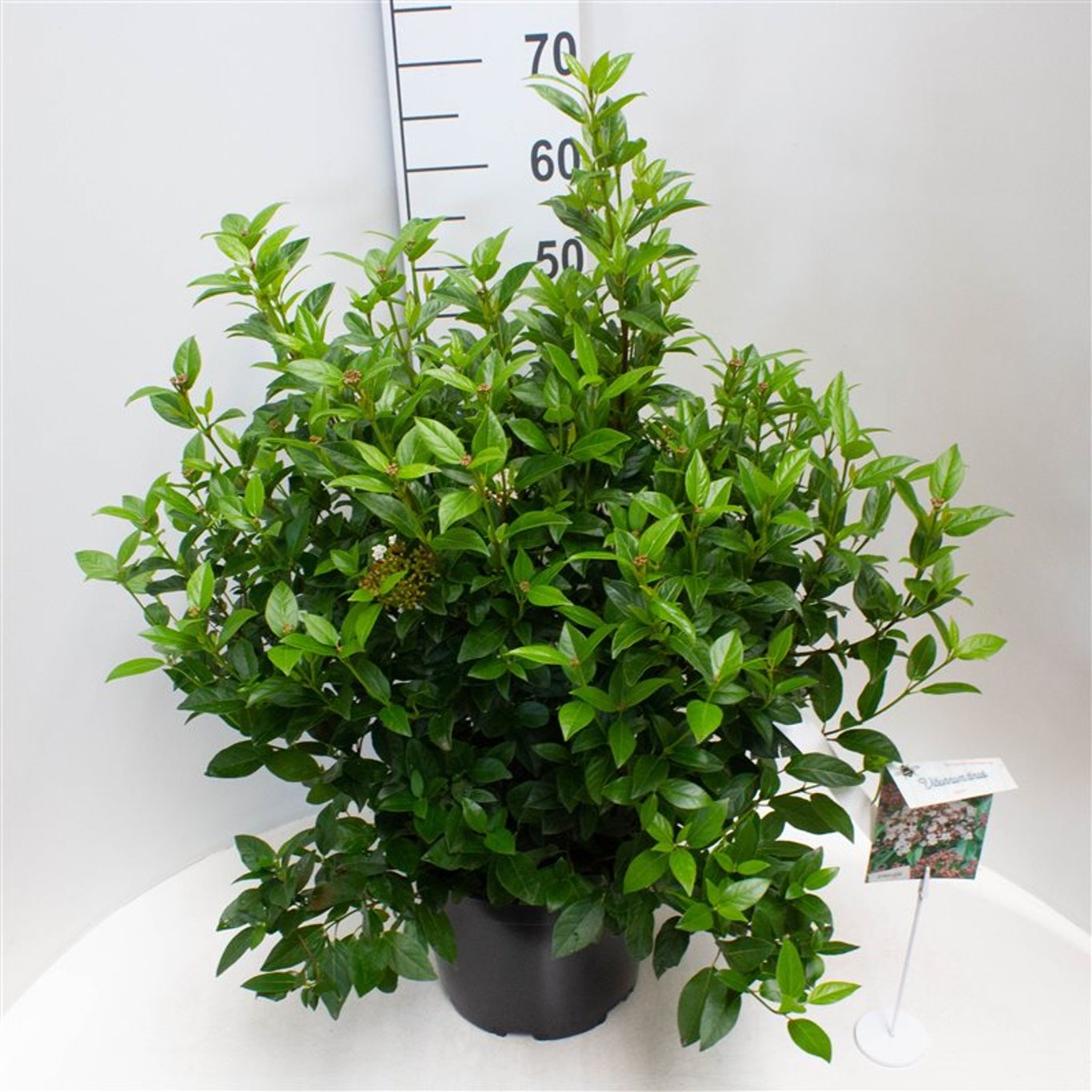 Viburnum tin. 'Spirit' - C10 40-50 CM