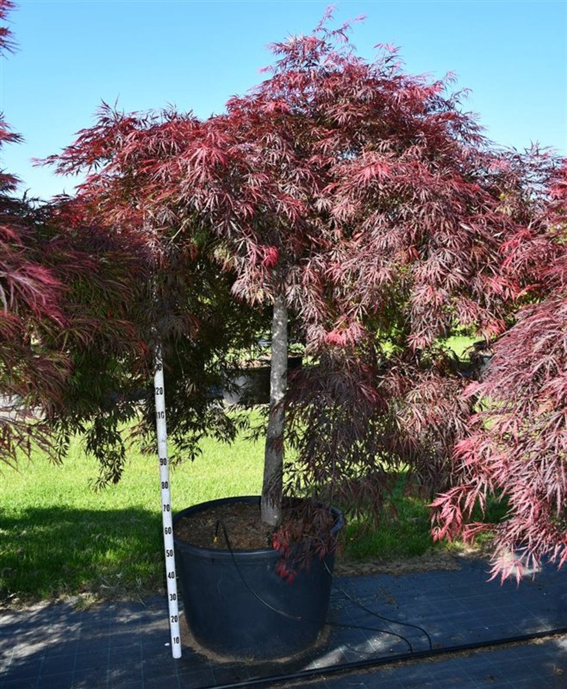 Acer pal. 'Inaba-shidare' - 140 CM Stem Cont.