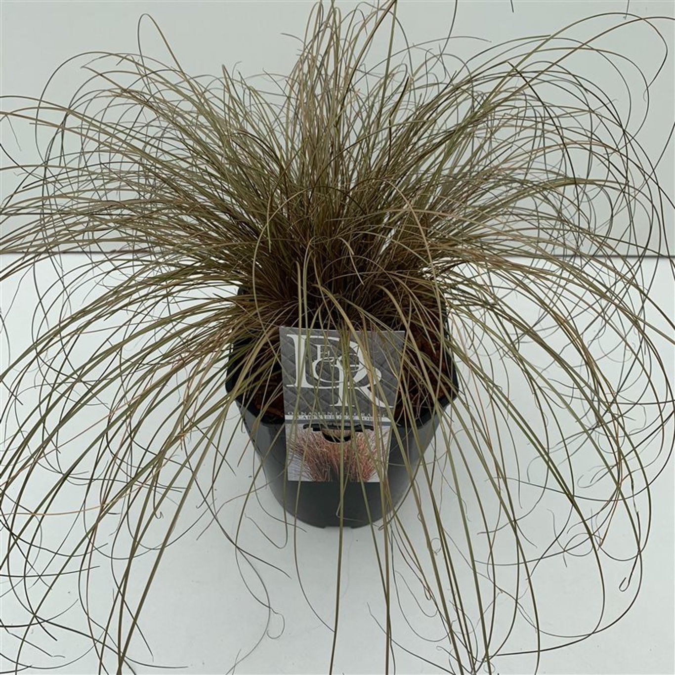 Carex comans 'Bronze Form' - C5