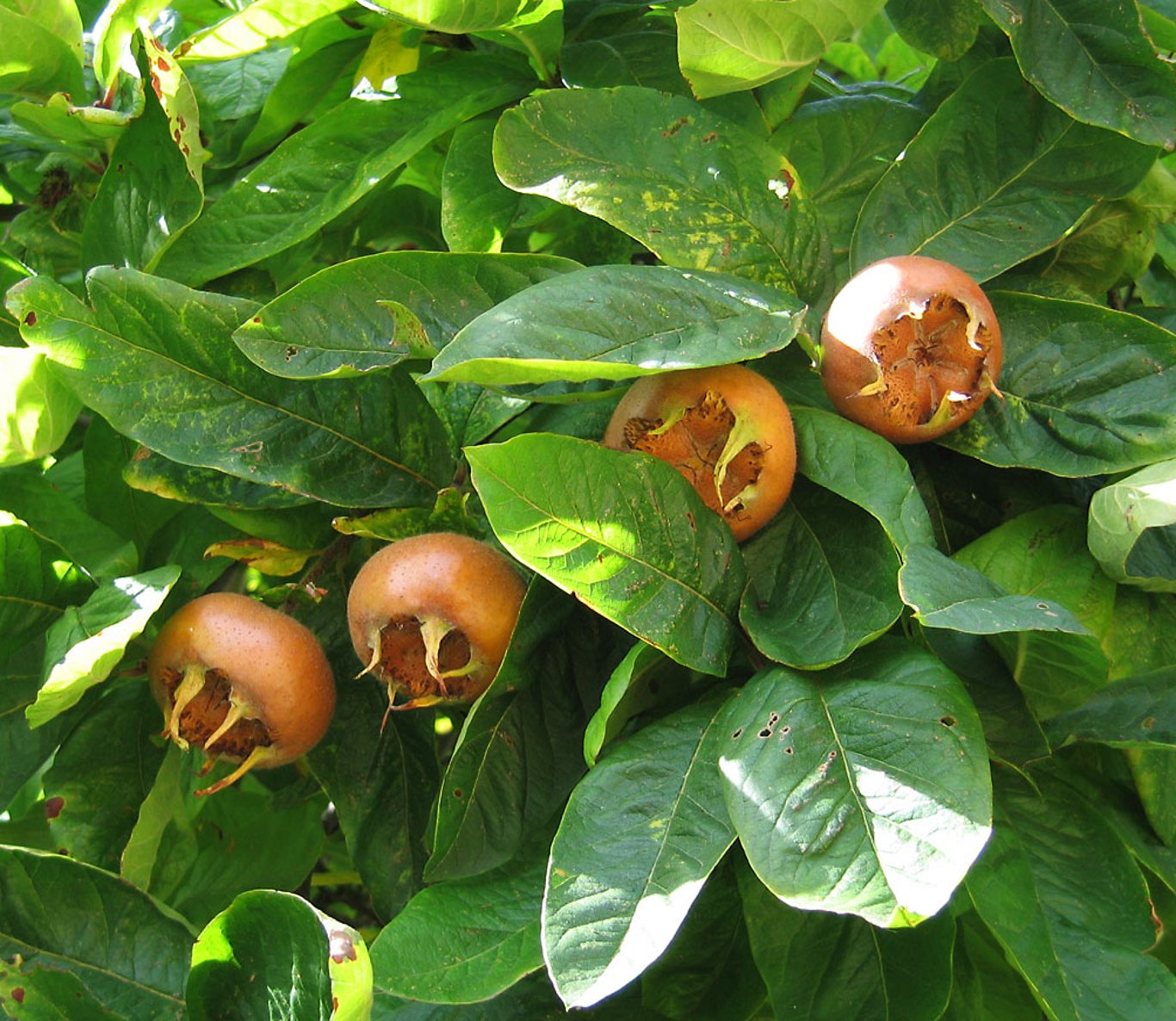 Mespilus germanica - 40-60 CM bare root 1/1