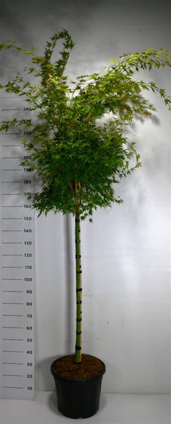 Acer pal. 'Sangokaku' - 120 CM Stem C30