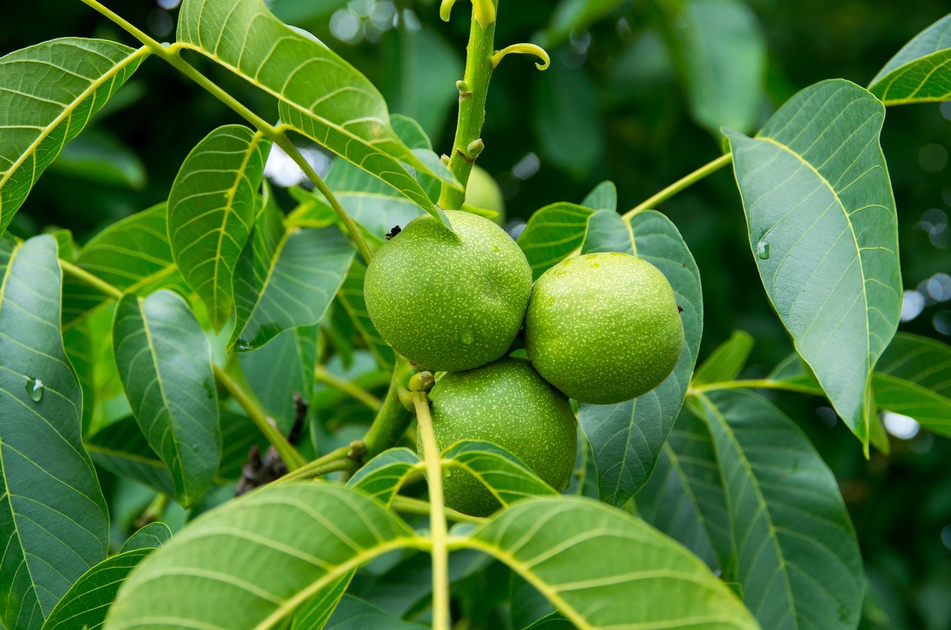 Juglans regia - 40-60 CM bare root 1/1
