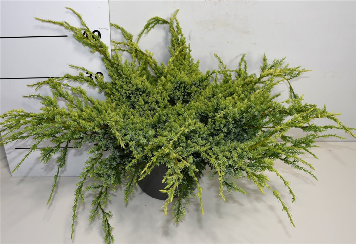 Juniperus squamata 'Holger' - C7.5 50-60 CM