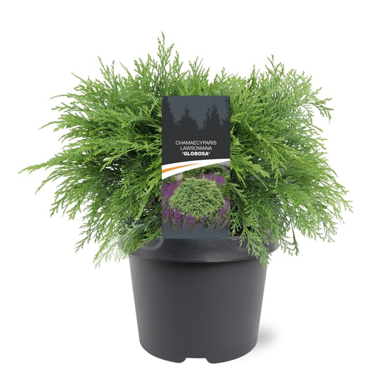 Chamaecyparis l. 'Globosa' - C3 30-40 CM