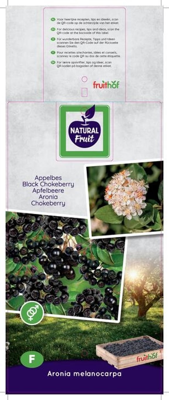Aronia melanocarpa - C5 50-60 CM