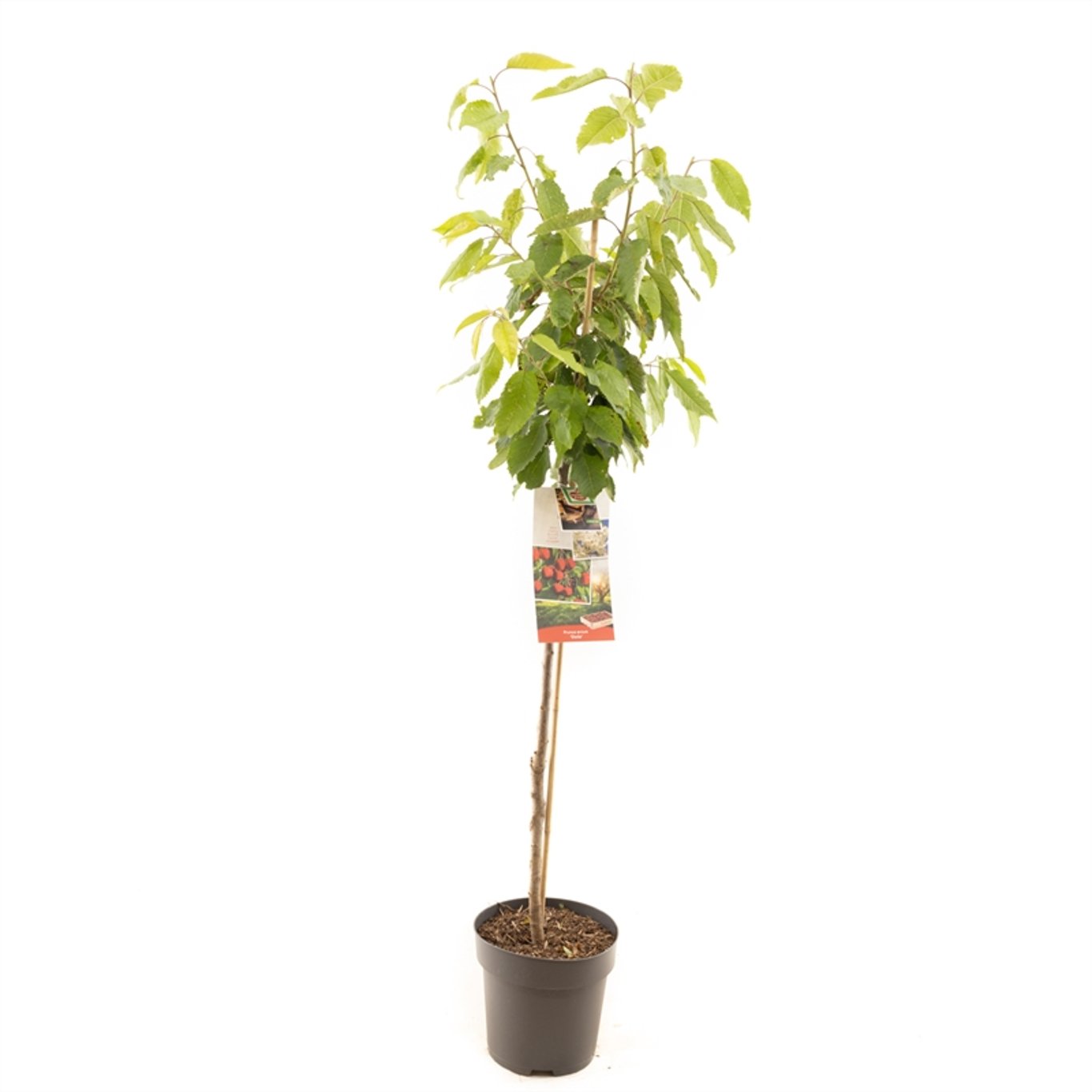 Prunus a. 'Stella' - C7.5 Halfstem